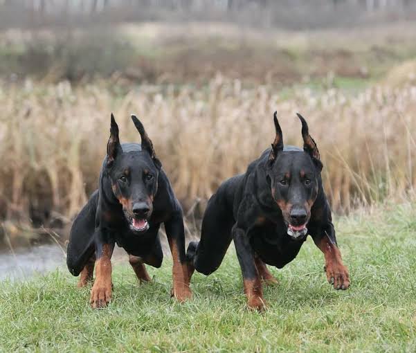 Doberman