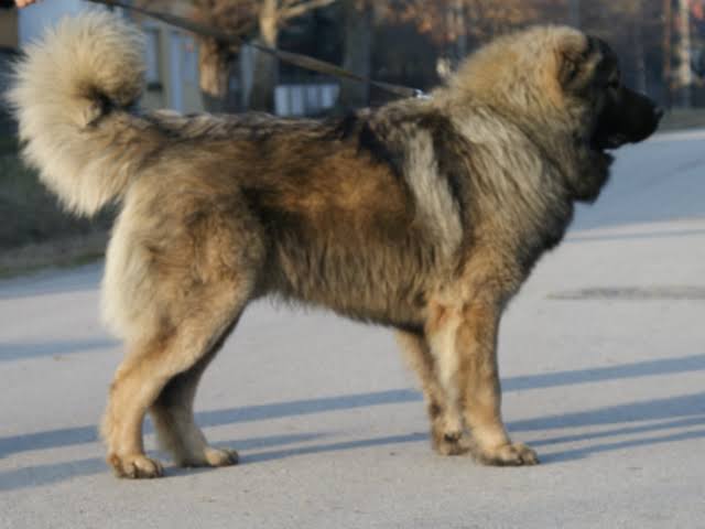 Caucasian sheperd