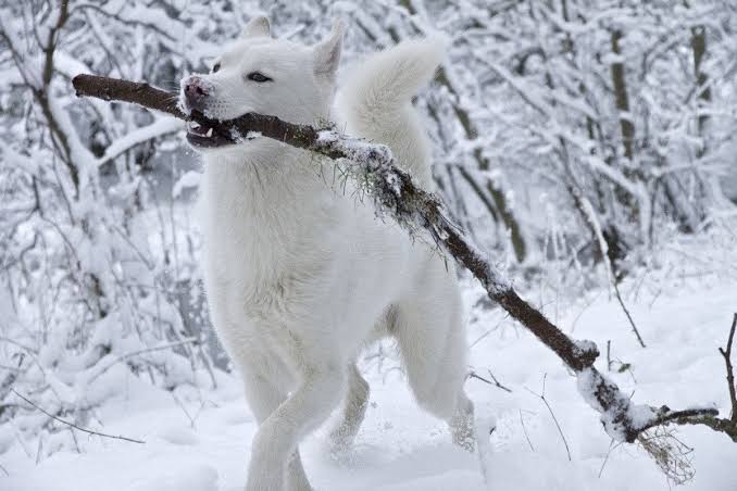 Siberian husky
